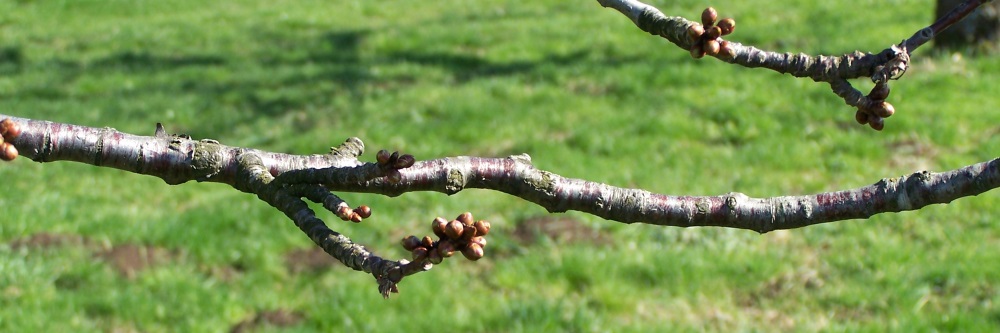 Alt-Owen Förderkreis e.V.
