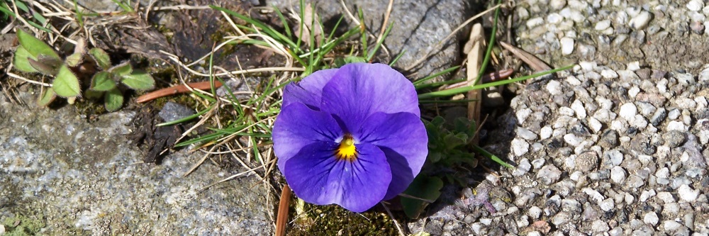 Alt-Owen Förderkreis e.V.