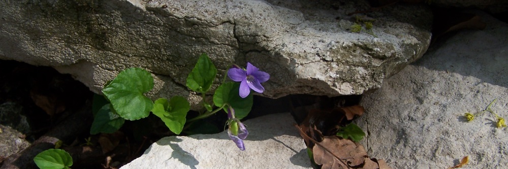 Alt-Owen Förderkreis e.V.